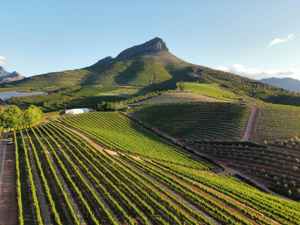 Terraced vineyard slopes in Stellenbosch near Simonsberg Mountain, part of South Africa’s Cape Town wine region