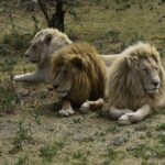 South African safari